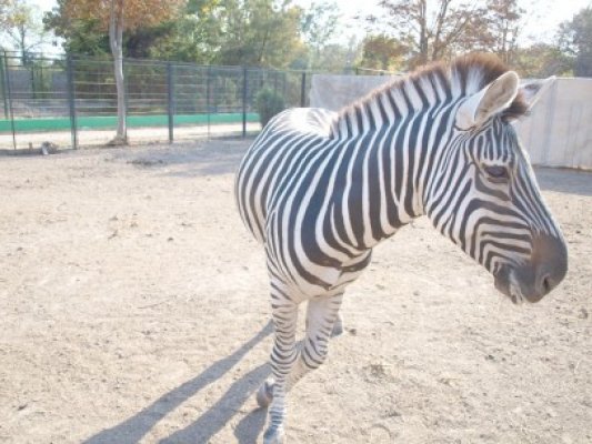 Încă o surpriză la Complexul Muzeal din Constanţa: o familie de zebre. Urmează reni şi antilope
